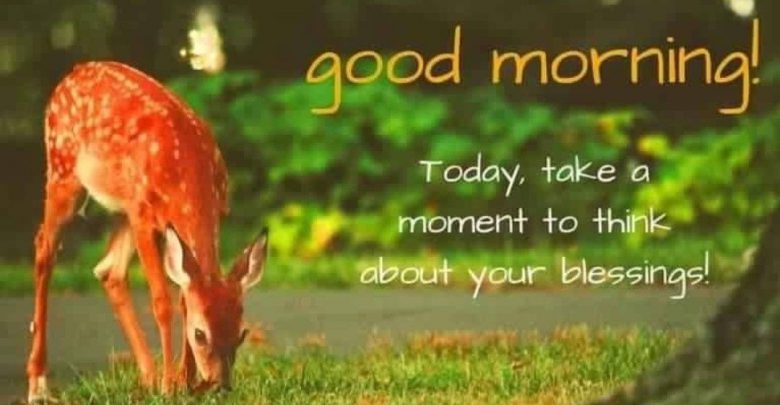 Animals Greeting Good morning great morning Images