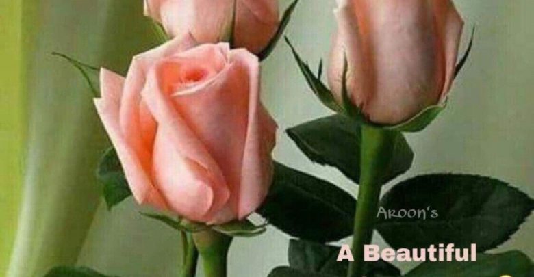 Flower good morning today photo Greetings Images