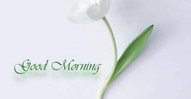 Flower great morning image Greetings Images