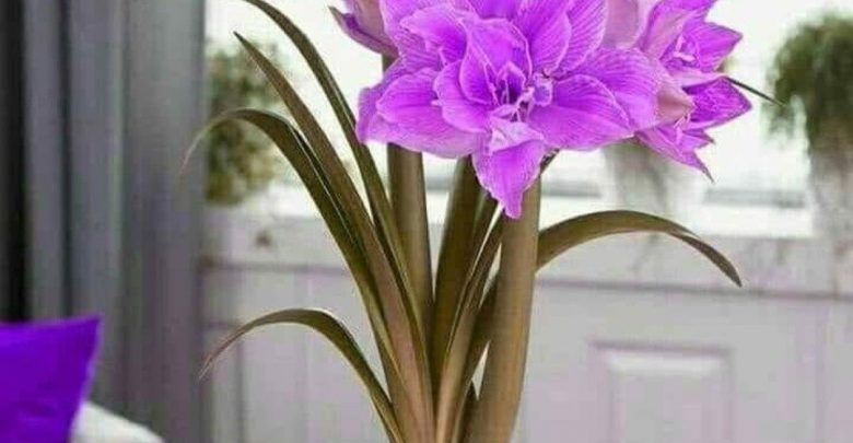 Flower happy good morning image Greetings Images